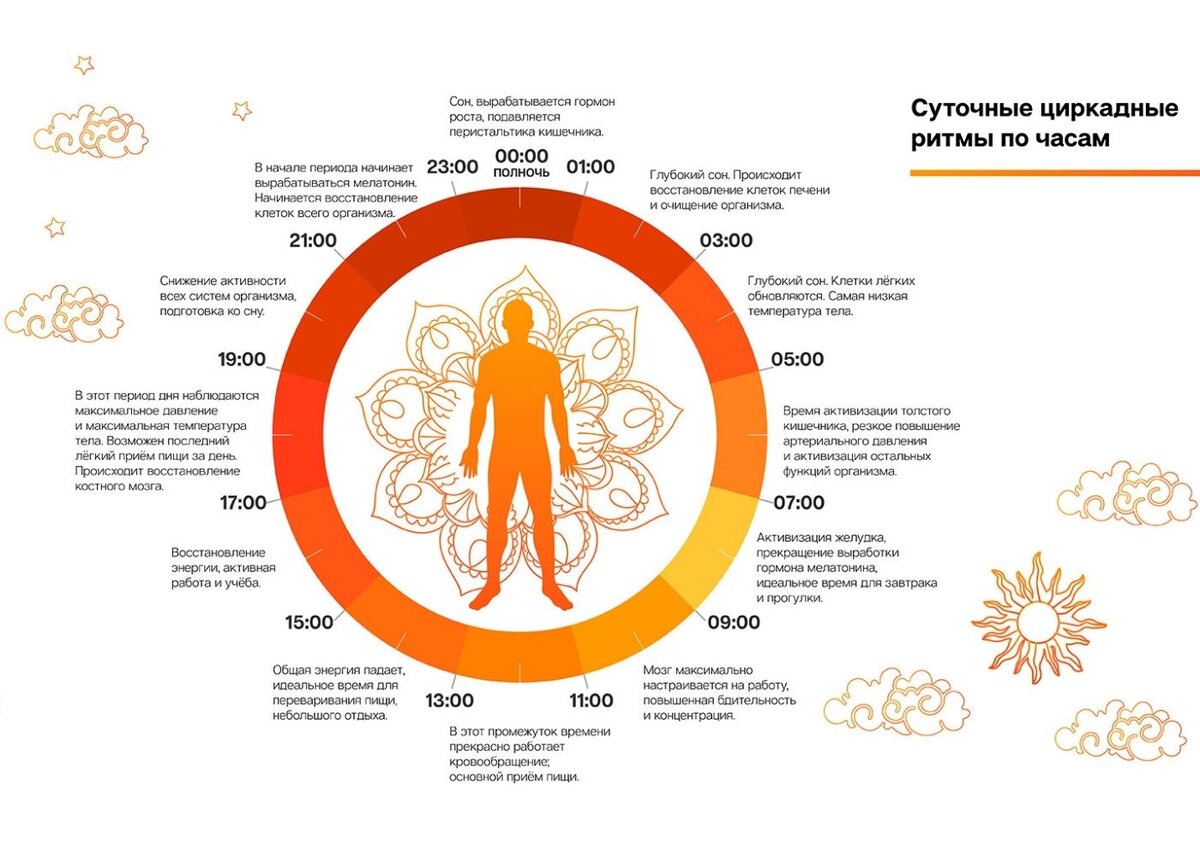 Циркадные ритмы питание