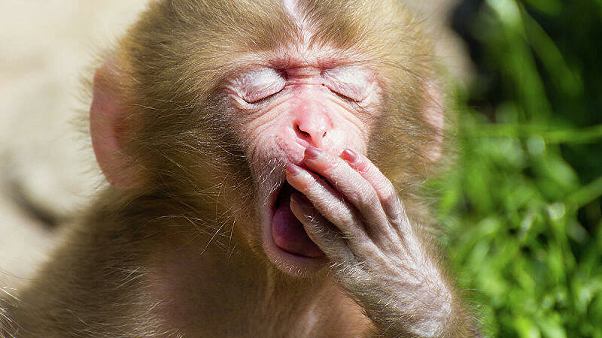 Источник фото https://t.me/felicitas_999