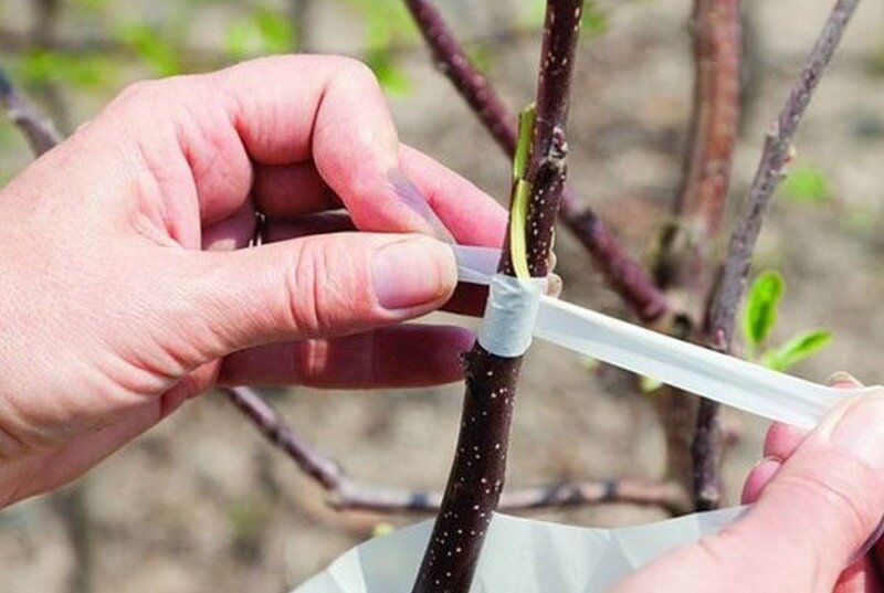 Для лучшей приживаемости черенка рекомендуется обмотать его пленкой и закрепить. Это защитит надрез от вредителей и пересыхания. (Фото используется по стандартной лицензии ©hozvopros.com)