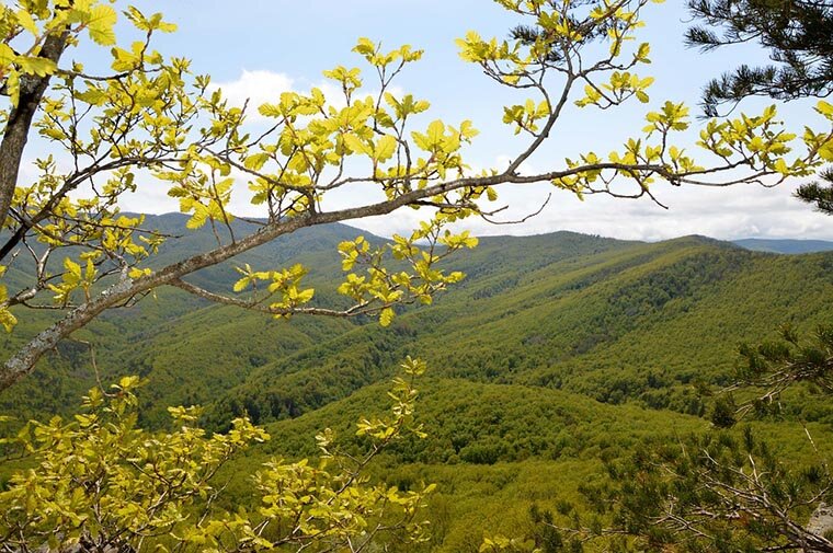 Местами Кавказские горы покрыты лесами, а местами окутаны многолетними снегами