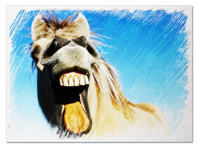 Сидит, ржет, как конь! Обхохочешься просто!