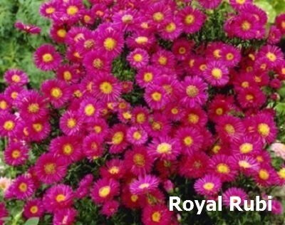 Особенности итальянской астры