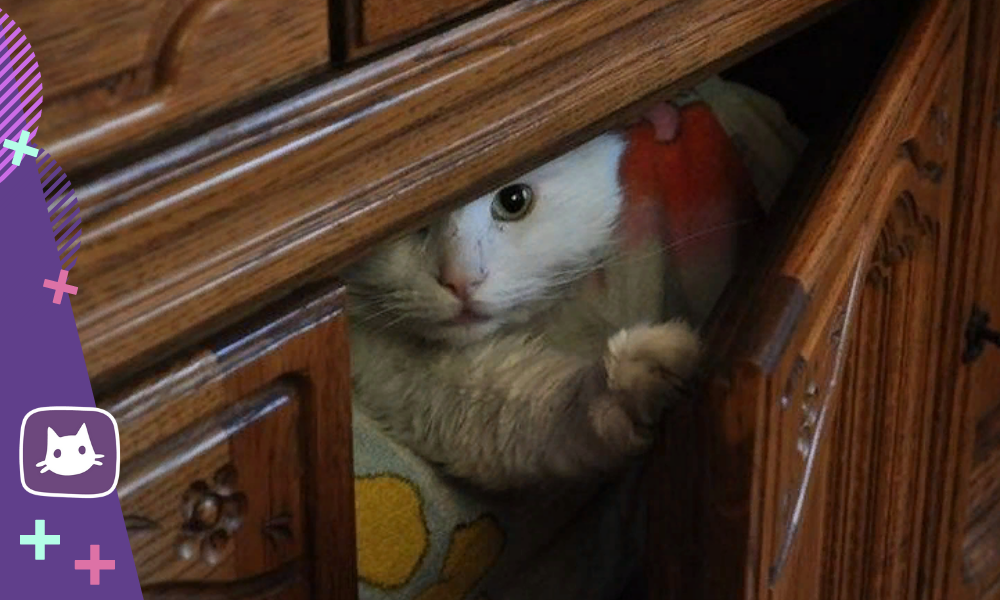 Коты играют в прятки. Кошка спряталась. Кот в шкафу. Спрятался в шкафу. Кошка на шкафу.