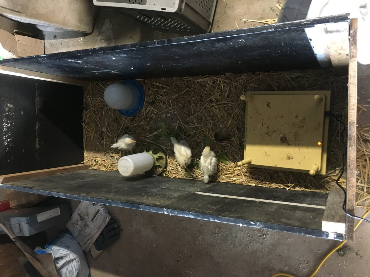 Бетонный пол гаража...насыпали соломки..будем менять по мере загрязнения. Когда цыплят переселим в другое место - пол просто подметём-почистим.