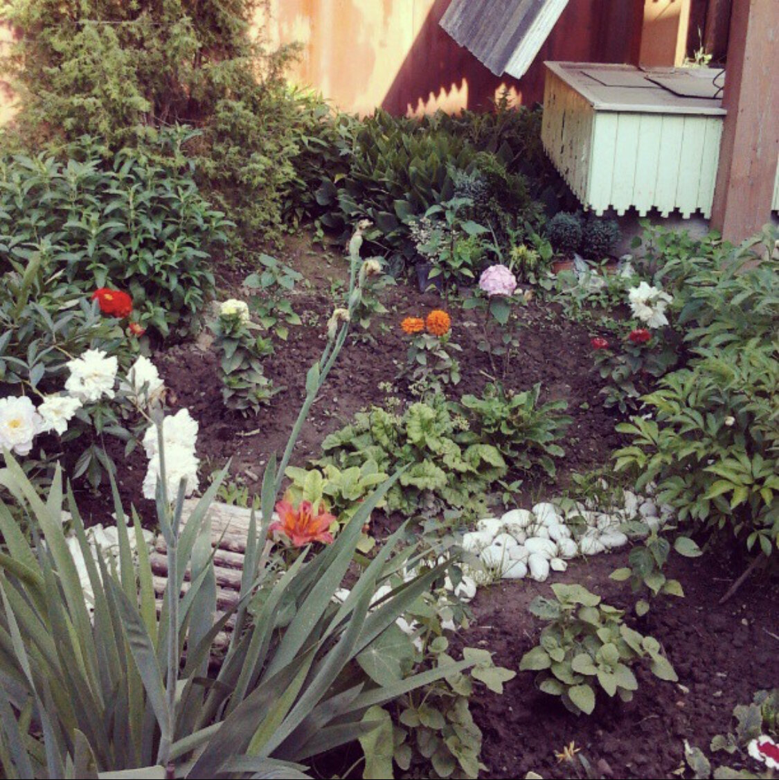 Гортензию почти не видно на этом фото.