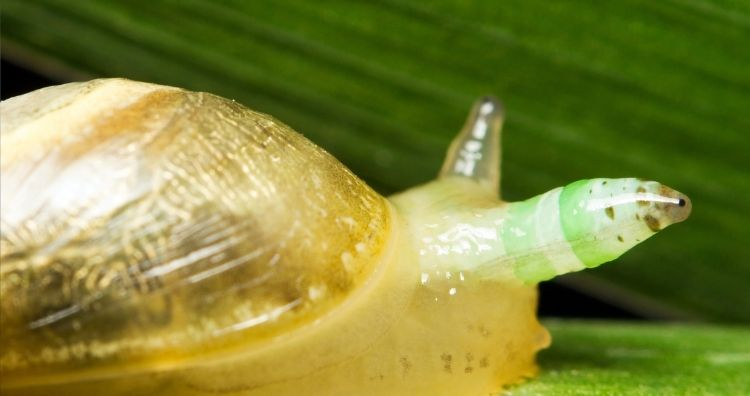 Улитка, пораженная паразитом Leucochloridium paradoxical. Кредит на изображение: Shutterstock