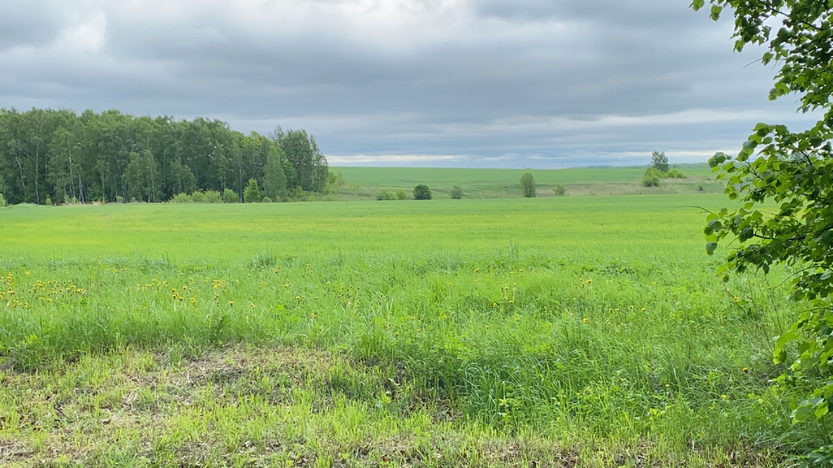 Сразу бросаются в глаза бескрайние поля рядом с домом. Там настолько красивая природа, что у меня возникла сразу мысль - как такие произведения получились у человека, если он видел всё это умиротворение?