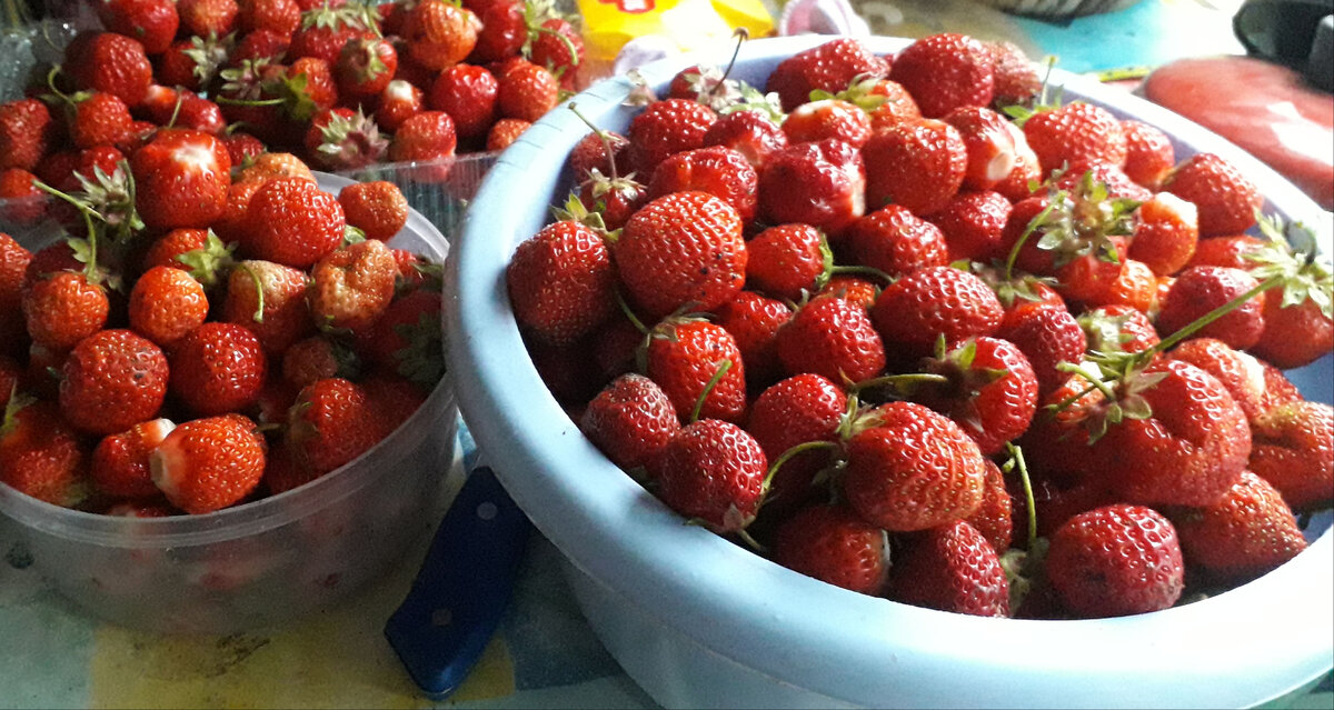 Хотелось бы получить урожай земляники, а не погубить его под заморозками. Фото автора.