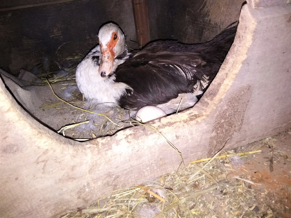 фото из личного архива. Утка устроила гнездо в собачей будке.