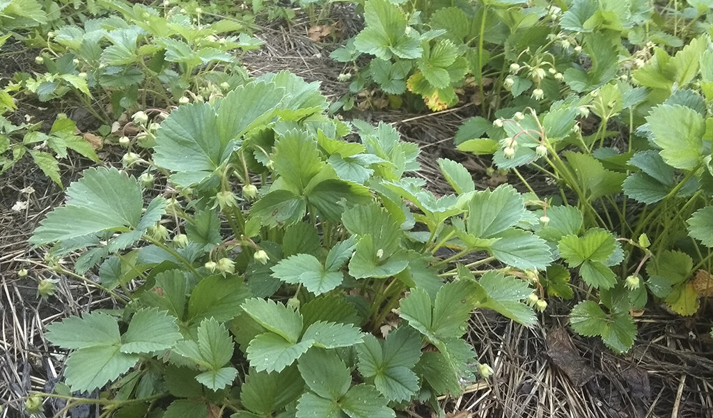 А клубничка досталась бонусом, ух, вкуснотища!