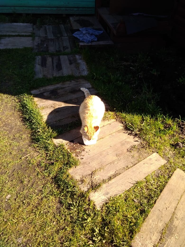 Коту не нужно делать прививку. Рыжик не болеет  ковидом 