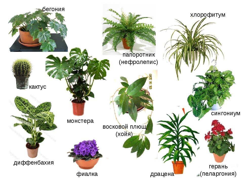 Комнатные растения с жесткой листовой пластиной