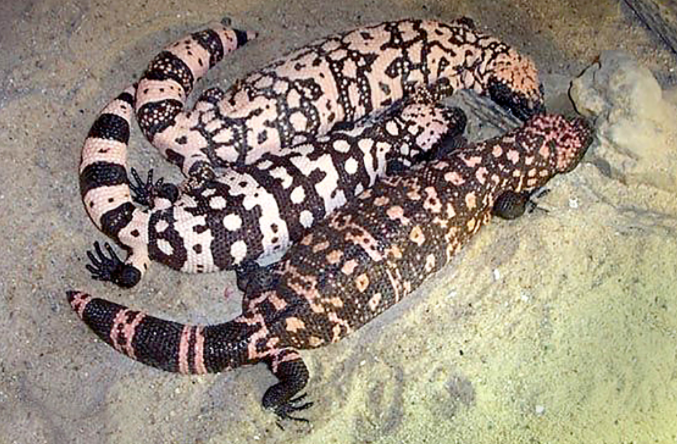 Аризонский ядозуб. Фото из свободных источников.