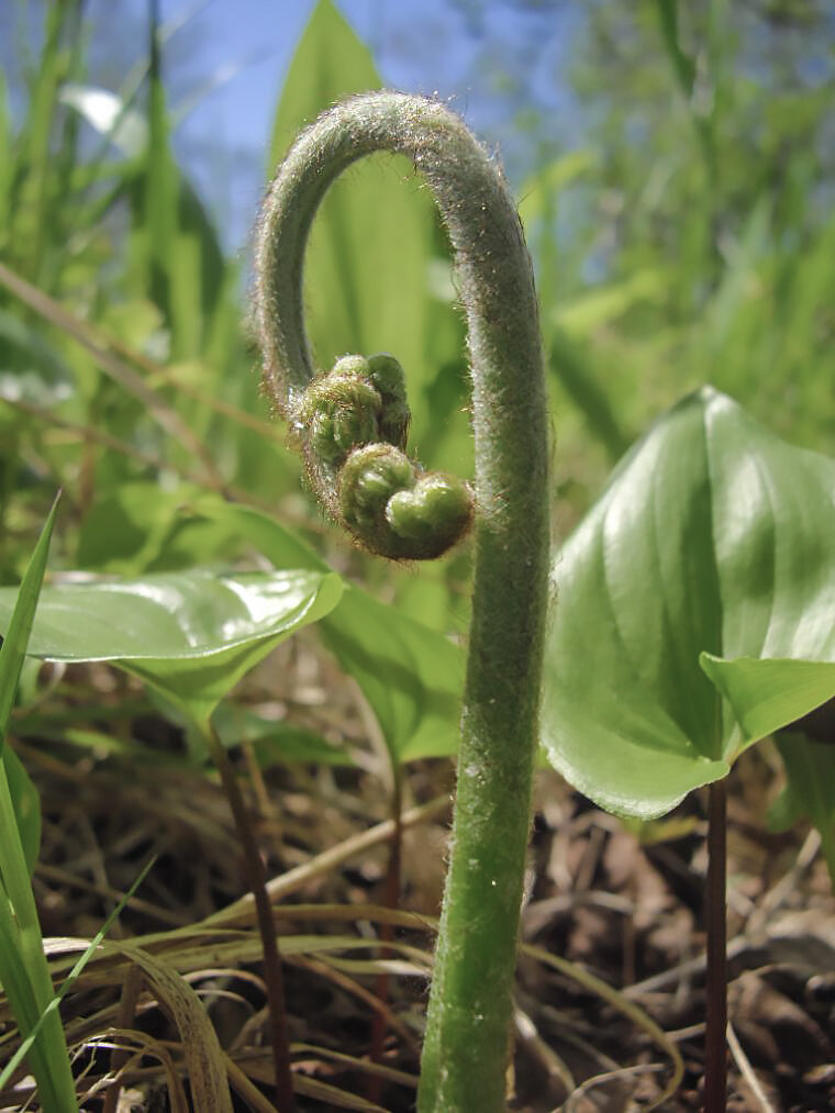 Дальневосточный орляк