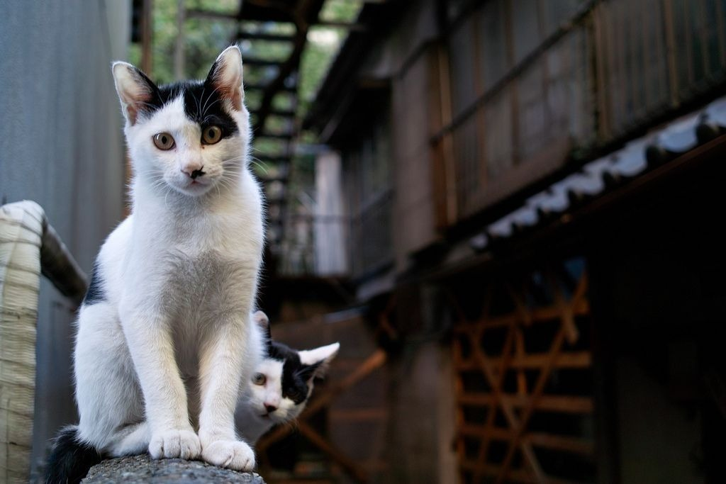 Кот япония