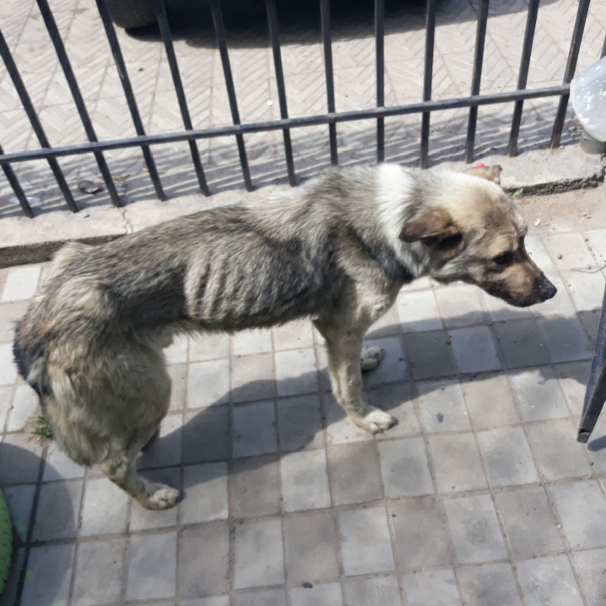 собачки после освв-истощены и подозревают чумку