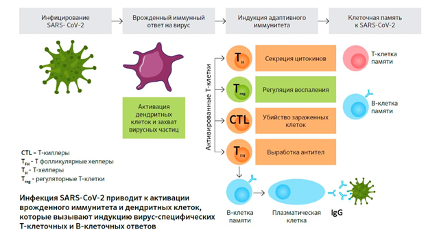 как формируется иммунитет к COVID-19