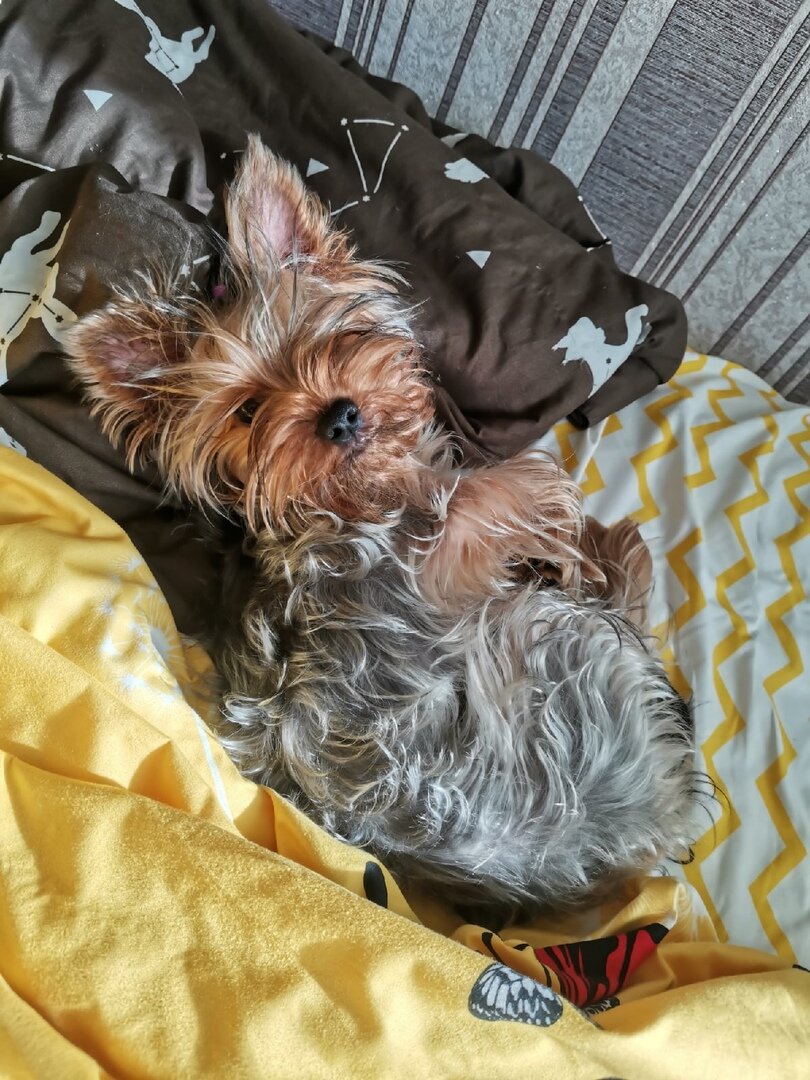 Арчи у нас, Помыт и отогревается.