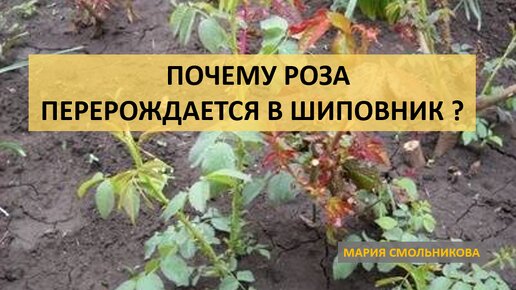 Почему роза перерождается в шиповник ???