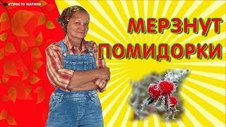 Помидоры в теплице. Резкое похолодание. Что делать.