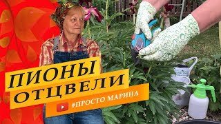 Многолетники. Пионы. Уход и обрезка. Как и когда.