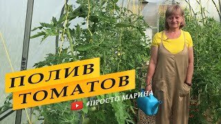 Правильный полив томатов в теплице