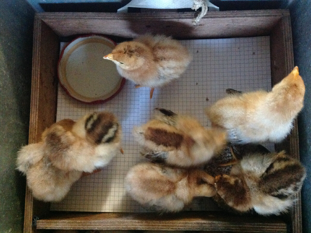 Кучинские и помесные