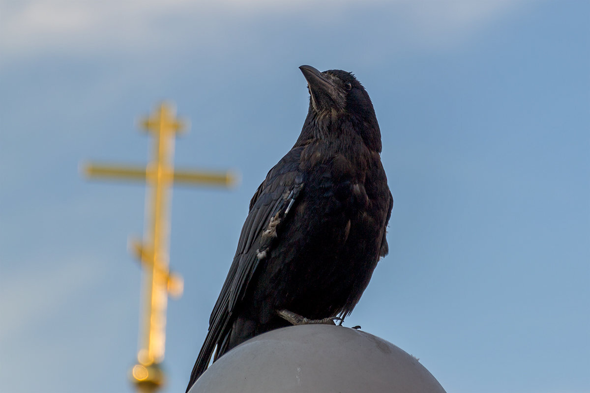 Яндекс-фото