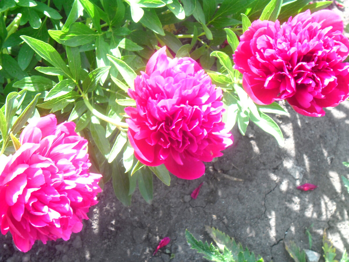 Отцветает ранний пион)