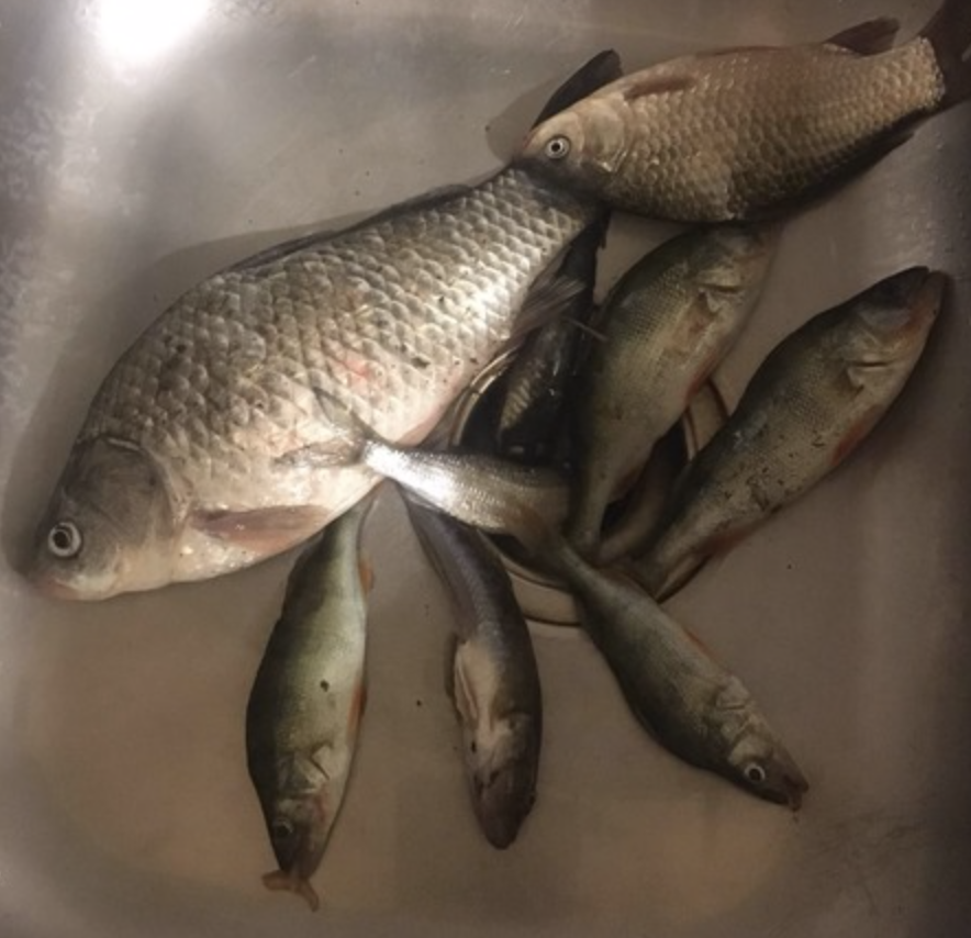 Такой разнообразный улов буквально за час-полтора рыбалки. Для моего региона - это хороший результат (особенно карась на 400 грамм - редкость). У бычка во рту бы