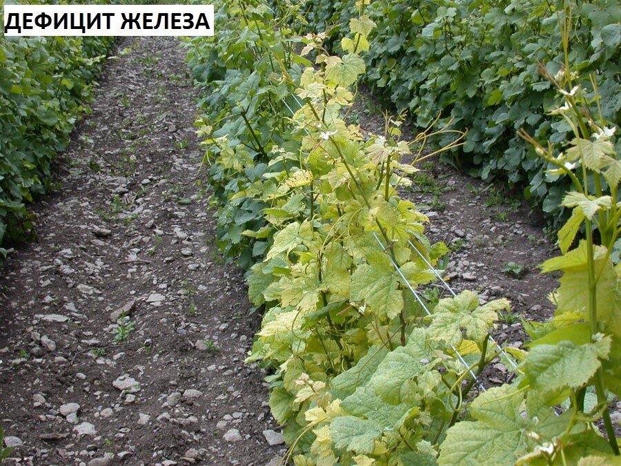 Каждый человек еще со школьной скамьи знает, что зеленый цвет листьям придает хлорофилл.