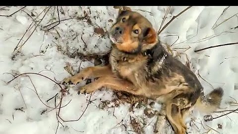 Пес звал на помощь как мог лаял изо всех сил Его бросили одного в лесополосе abandoned the dog