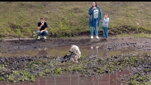 Собака барахталась в грязи чтобы выбраться но лапы не слушались Дети пришли на помощь животному