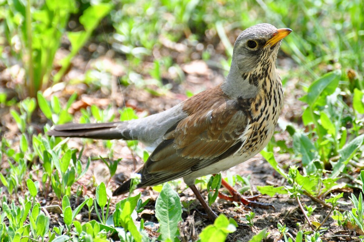 Фото взято из открытого источника