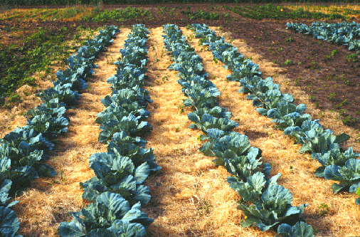 В солнечную погоду земля на грядках высыхает поразительно быстро. Более того, среди посадок всегда могут вырасти сорняки. Впрочем, есть прекрасный метод решения этих проблем — мульчирование почвы на всей грядке либо вокруг отдельных растений. Покрыв почву слоем мульчи, вы обеспечите растения питательными веществами, поспособствуете удерживанию влаги в почве, помешаете сорнякам пустить новые ростки, а также защитите корни многолетних растений от зимних морозов.
