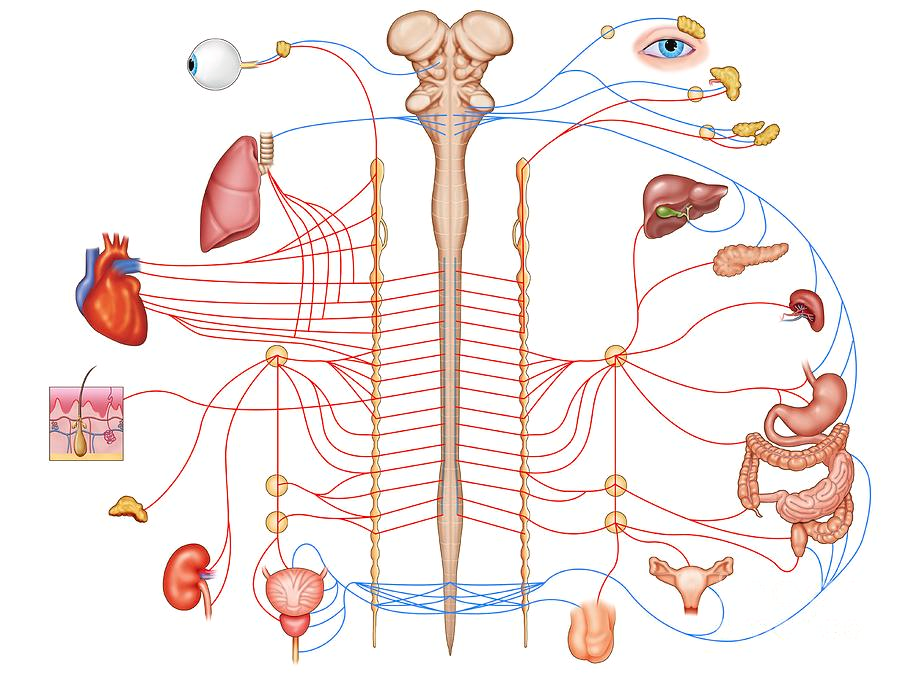 Орган связи. Вегетативная нервная система анатомия симпатичная. ЦНС И вегетативная нервная система. Вегетативная нервная система человека без подписей. Автономная нервная система человека.