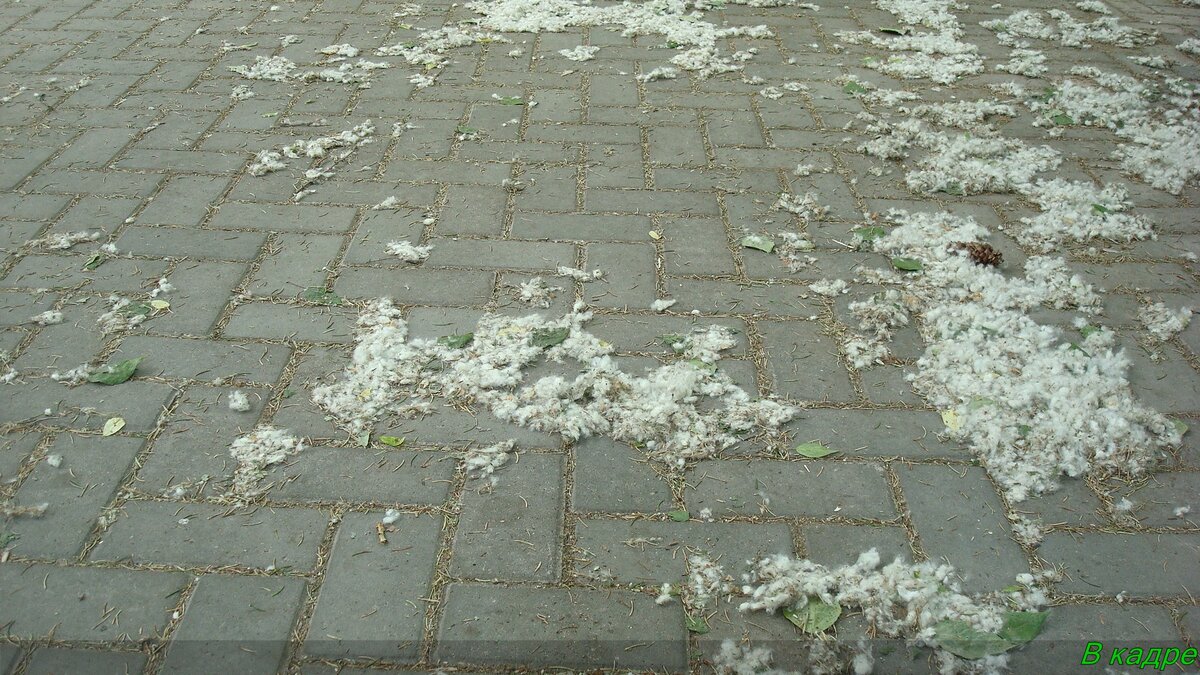 Вот такие были островки из тополиного пуха
