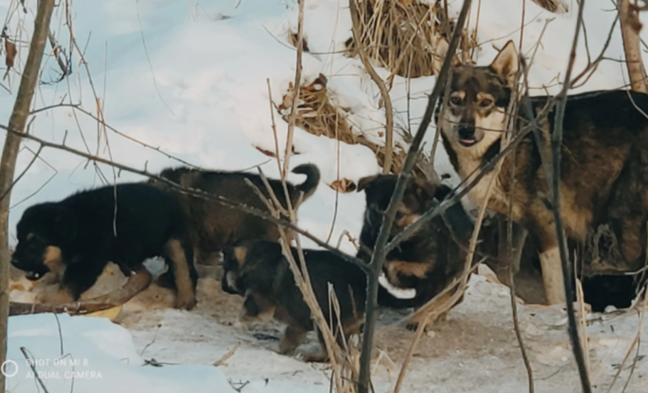Альбус (слева) вместе со своими братьями и сестрами и мамой. Таких мы увидели это семейство в первый раз. 