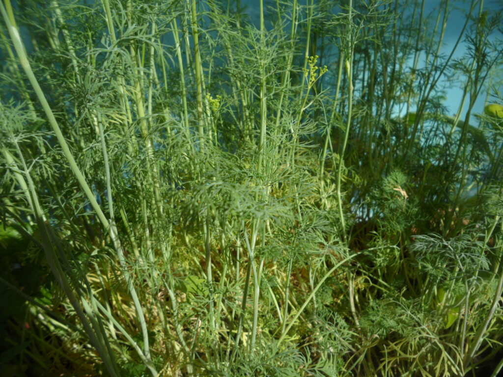 Укроп-свежая зелень к нашему столу