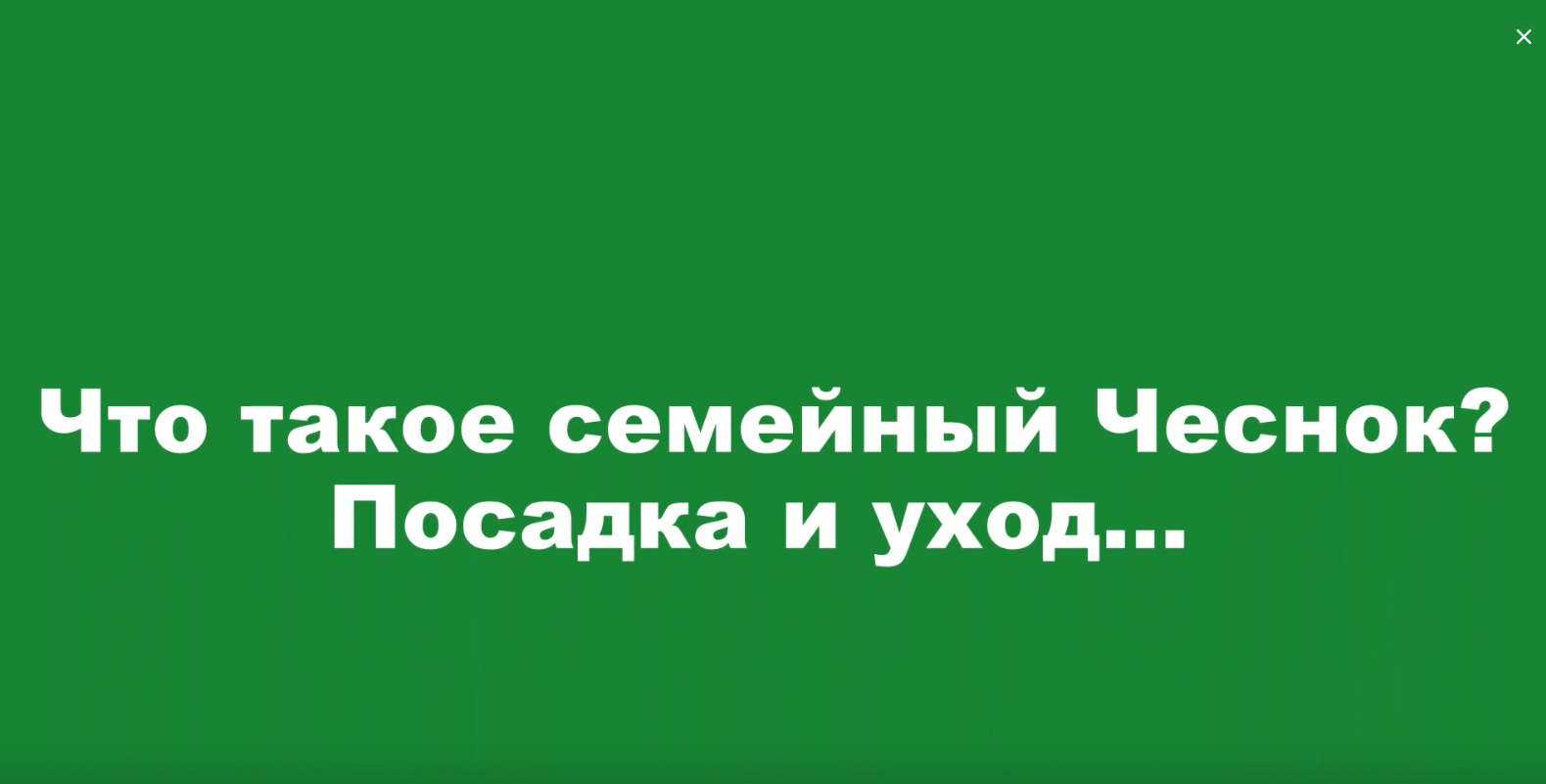 Чеснок: как вырастить хороший урожай