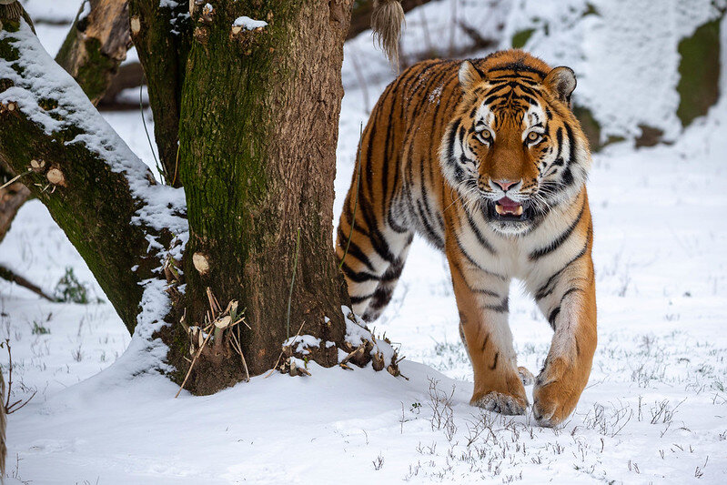 Амурский тигр. Фото Predators Prey (flickr.com)