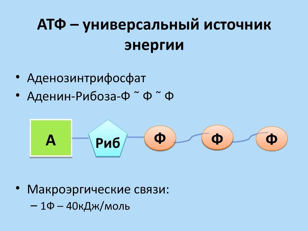 В молекулу атф входят