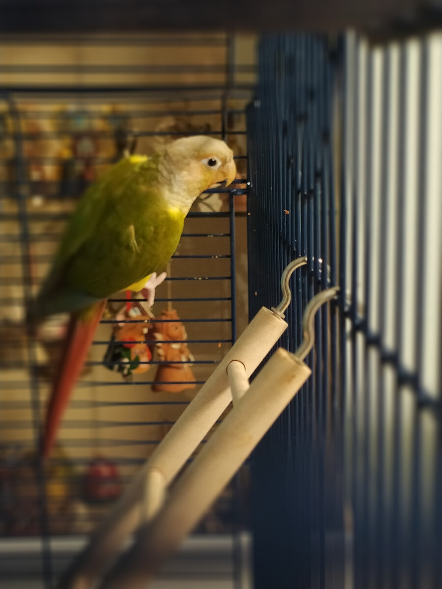 Пиррура молине