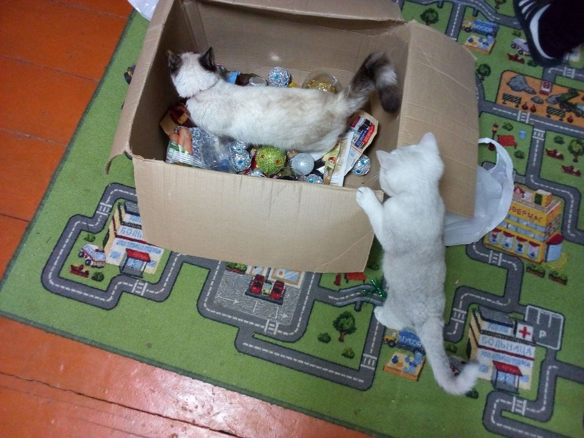 Моншерка и Вася(ещё маленький) разбирают игрушки