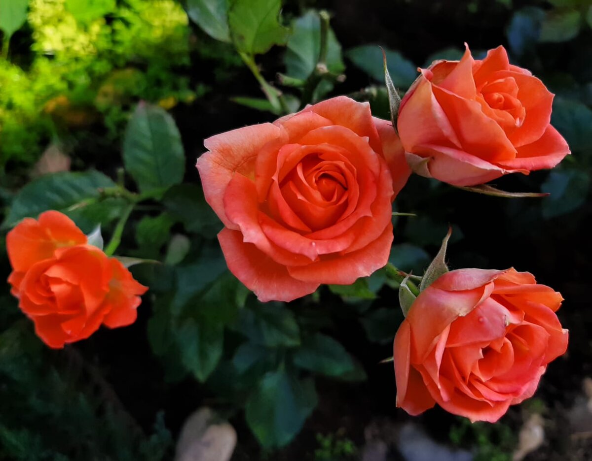 Роза Orange Juwel оранж Джувел