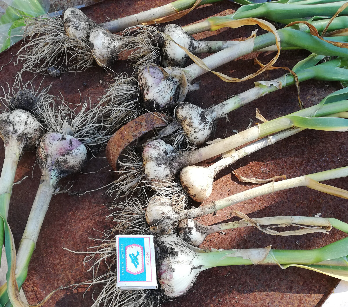 Таким он у нас получился. Фото от 12 июля.