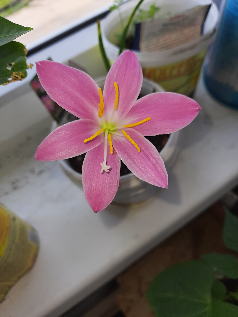 Habranthus robustus. фото из личного архива