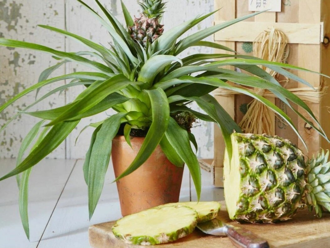 ананас выращивание в домашних условиях с фото
