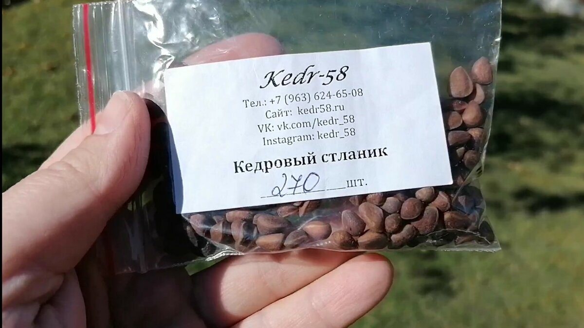 Мои семена кедрового стланика 2021г. Фото автора.