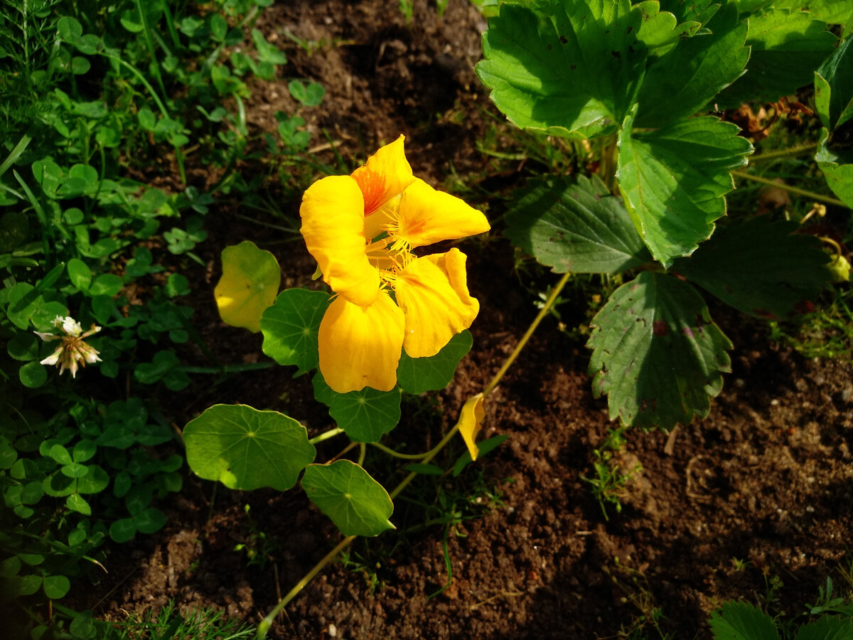 Хоть днём и на солнце, но утром и вечером тень. Или сорт такой...